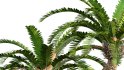 Collection 09 – Fern Garden - Thumbnail 29