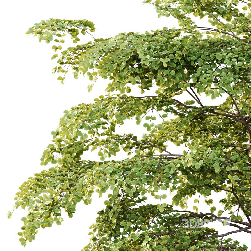 Different Trees 42 Image 6