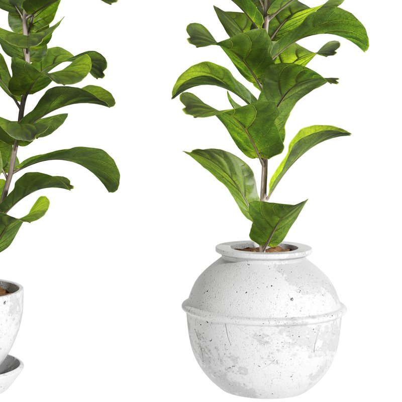 Bonsai Jungle Ficus Fiddle Leaf Fig 444 Image 6