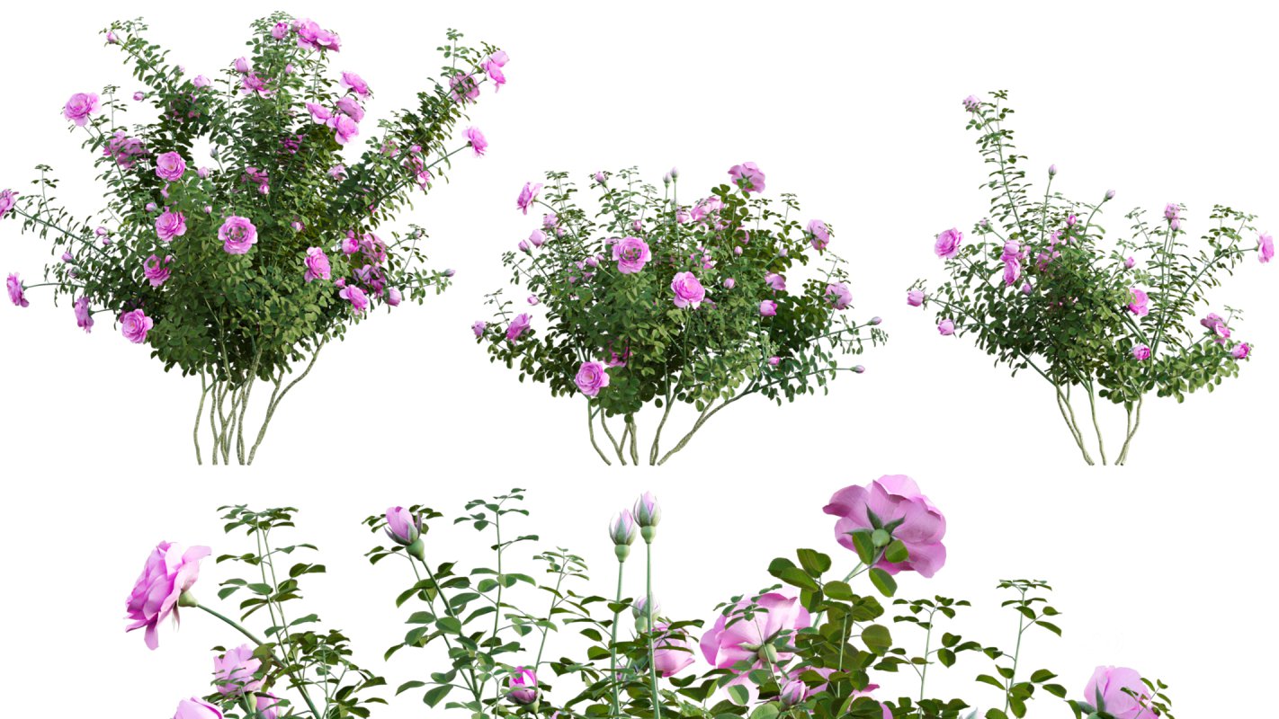 Collection 08 – Rose Garden Image 37