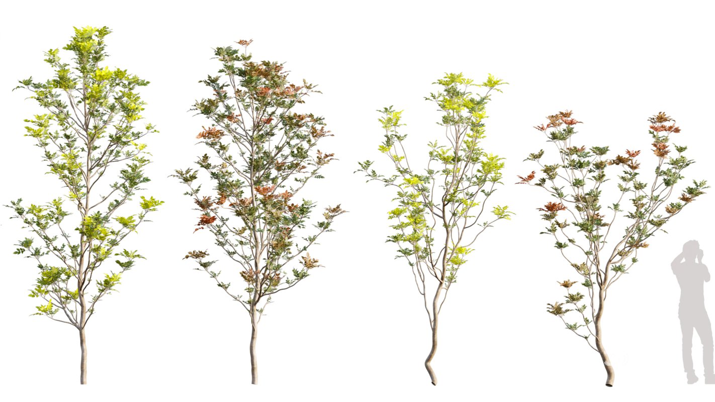 Collection 11 – Ground cover – Vines and Creepers Image 28