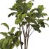 Bonsai Jungle Fiddle Ficus Tree Set - Thumbnail 5