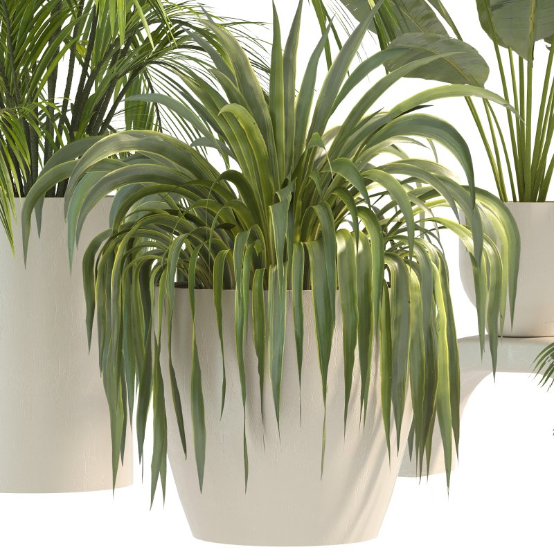 Plant Set 10 Image 7