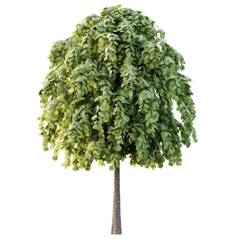 Tilia platyphyllos Tree 14 Image 6