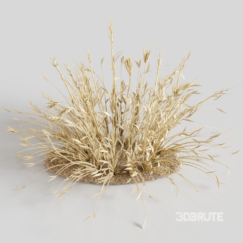 Dry Wheat Grass Clump Image 1
