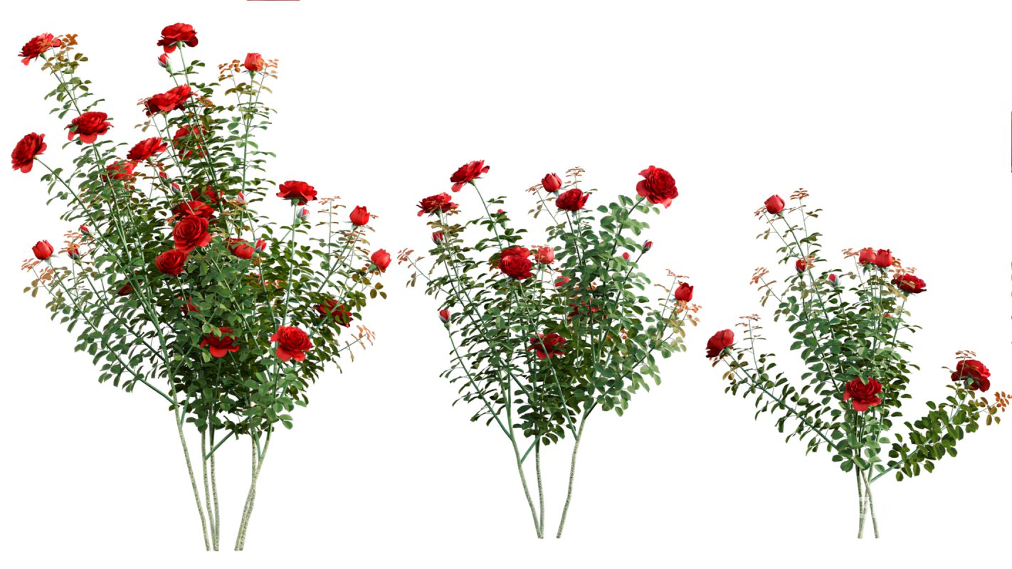 Collection 08 – Rose Garden Image 13