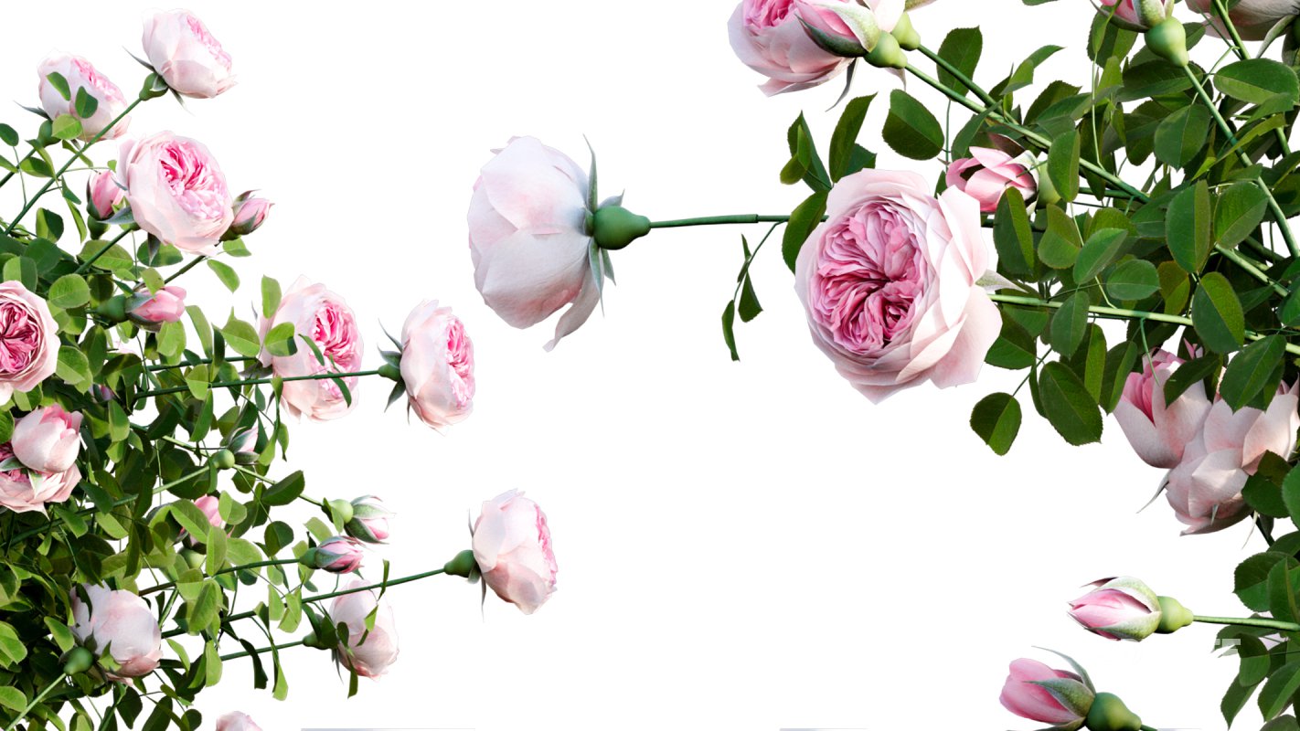 Collection 08 – Rose Garden Image 30