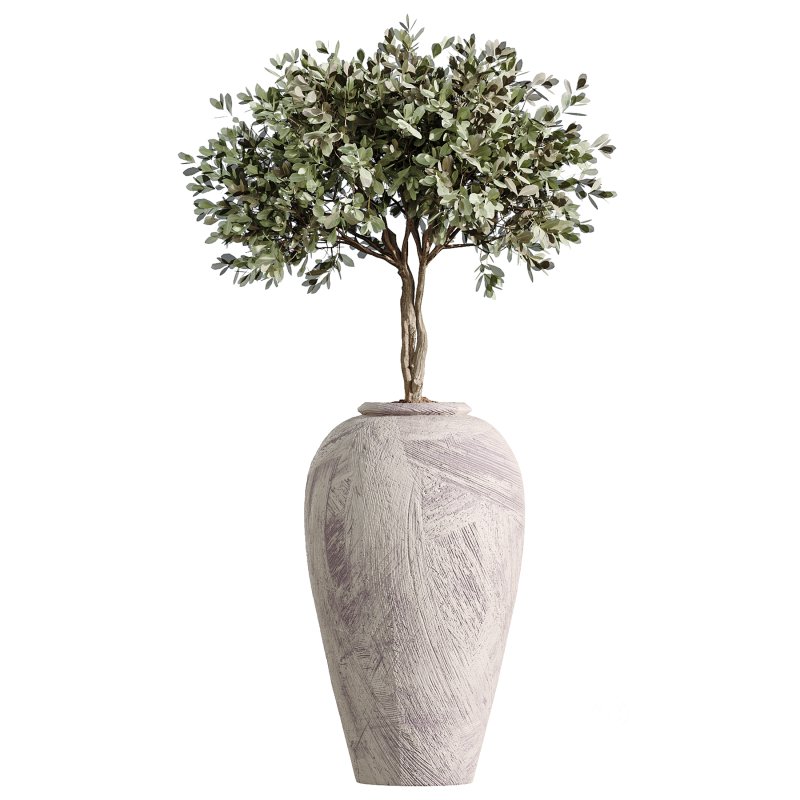 AV Indoor Plants Set 368 Olive Tree and Yucca Aloifolia Rostrata Palm and Calathea Lutea Image 5