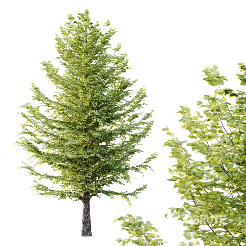 Tilia platyphyllos Tree 10 Image 3