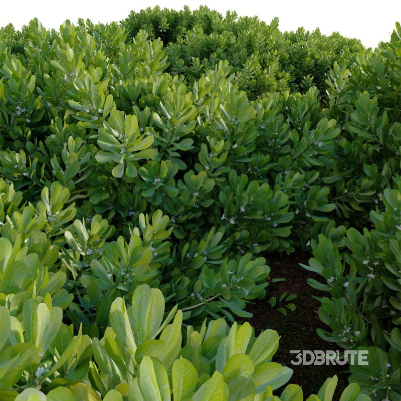 Scaevola Taccada – Beach Cabbage 01 Image 4