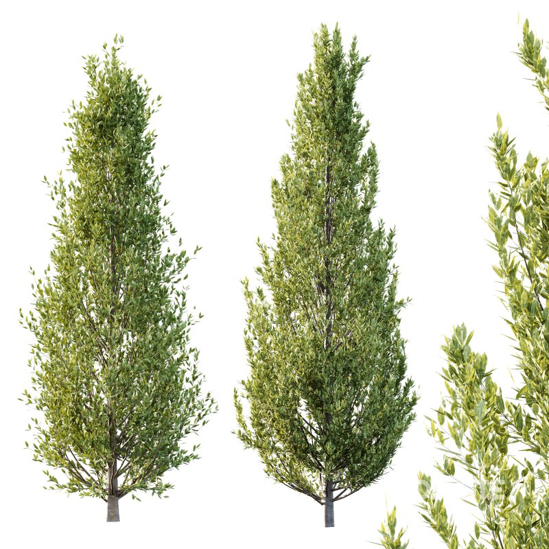 Different Trees 32 Image 4