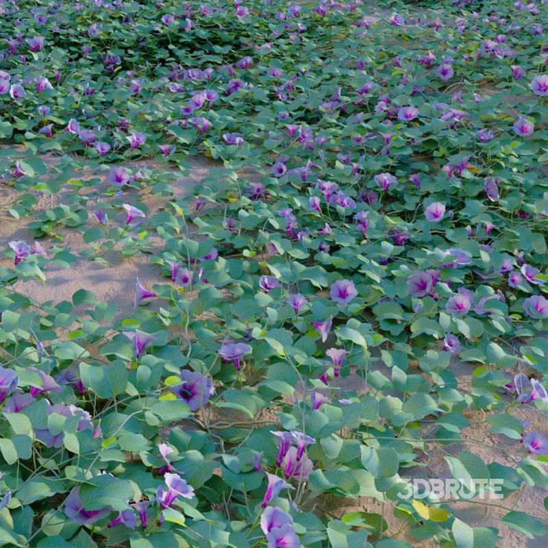 Ipomoea pes – caprae – Beach Morning Glory Image 3