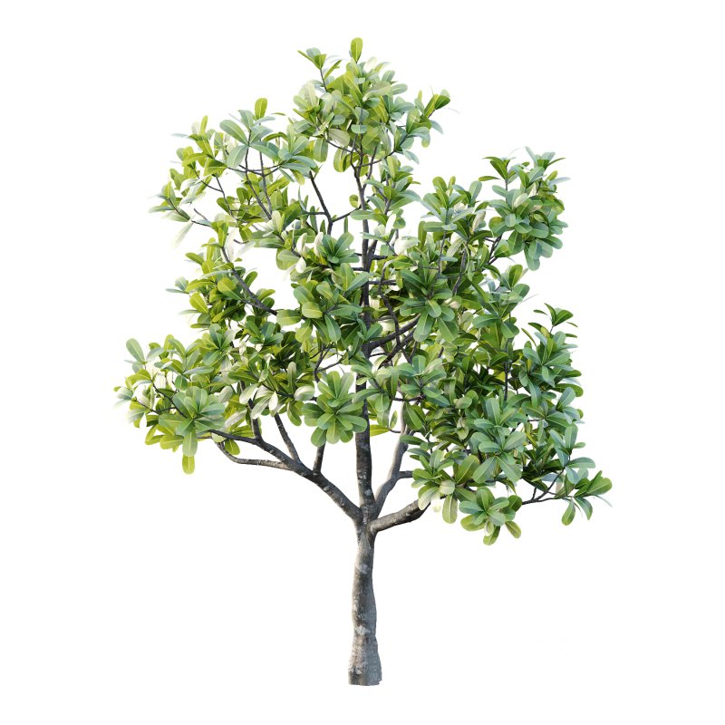 Plumeria Obtusa plant 01 Image 6