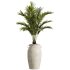 AV Indoor Plants Set 314 Spathiphyllum Wallisii and Cyara Areca Palm and Euphorbia Drupifera - Thumbnail 5