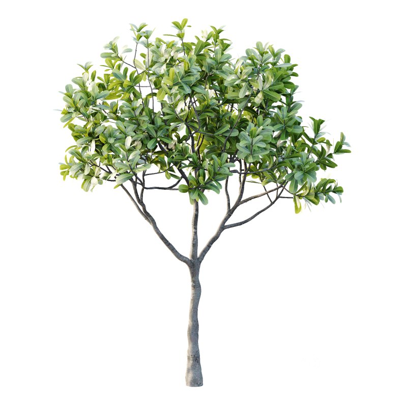 Plumeria Obtusa plant 01 Image 3