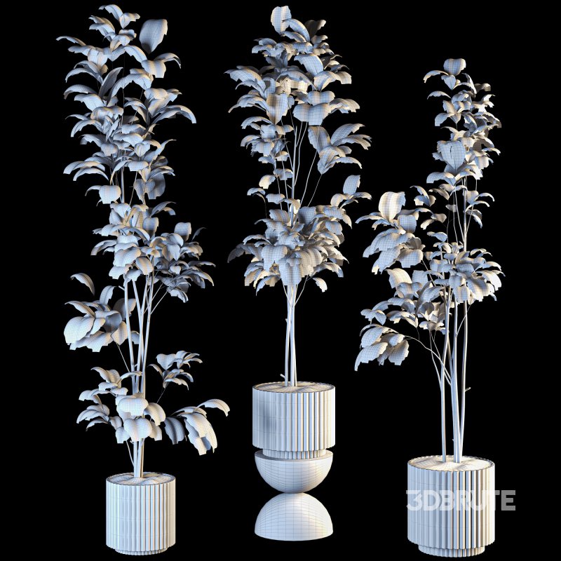 Bonsai Jungle Fiddle Ficus Tree Set Image 6