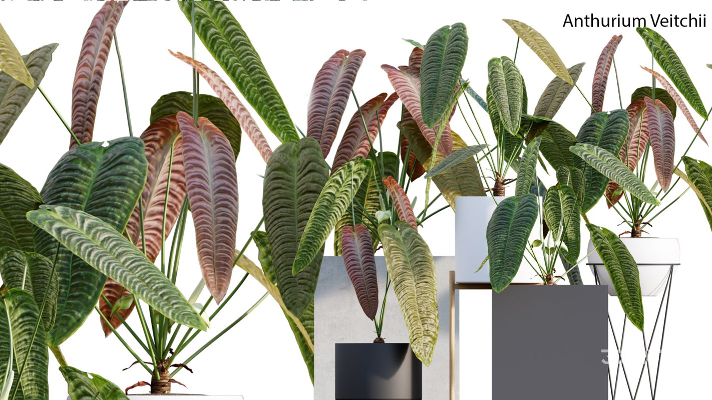 Collection 15 – Interior Plants Image 7