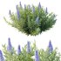 Echium candicans Pride of Madeira Bush 03 - Thumbnail 6