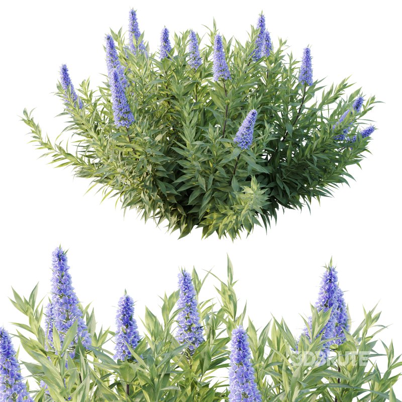 Echium candicans Pride of Madeira Bush 03 Image 6