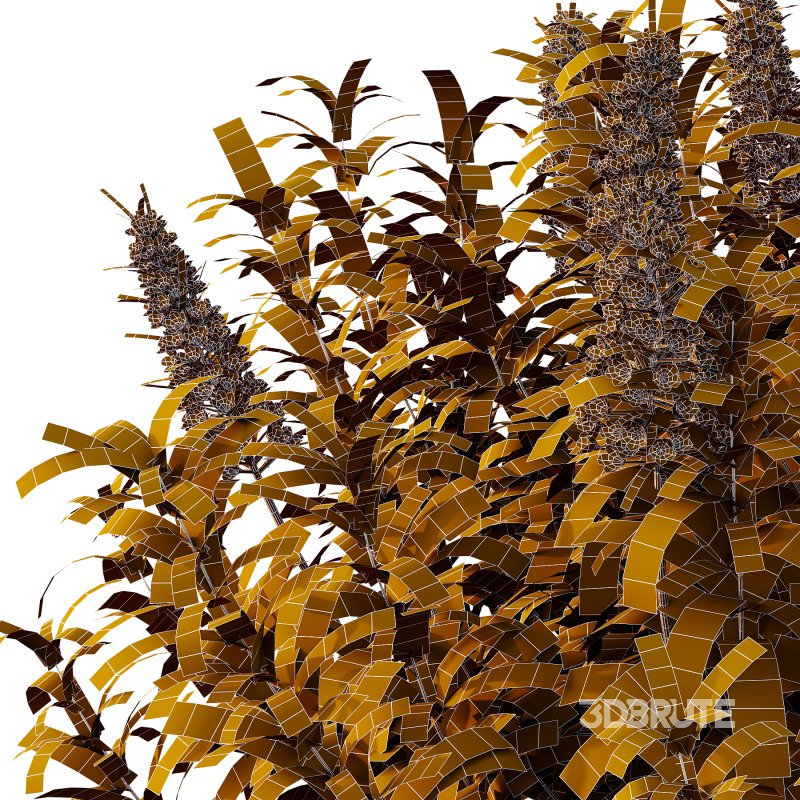 Echium candicans Pride of Madeira Bush 02 Image 6