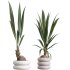 AV Indoor Plants Set 332 Swiss Cheese and Mission Olive and nucifera Coconut Palm - Thumbnail 5