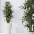 AV Indoor Plants Set 367 Japandi Decorative and Zamiifolia and Calathea Lutea and Dracaena Warneckii - Thumbnail 8