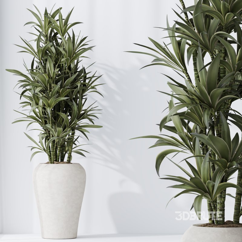 AV Indoor Plants Set 367 Japandi Decorative and Zamiifolia and Calathea Lutea and Dracaena Warneckii Image 8
