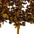 Sycamore Platanus Tree 07 - Thumbnail 6