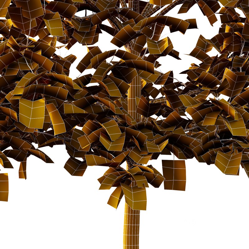 Sycamore Platanus Tree 07 Image 6