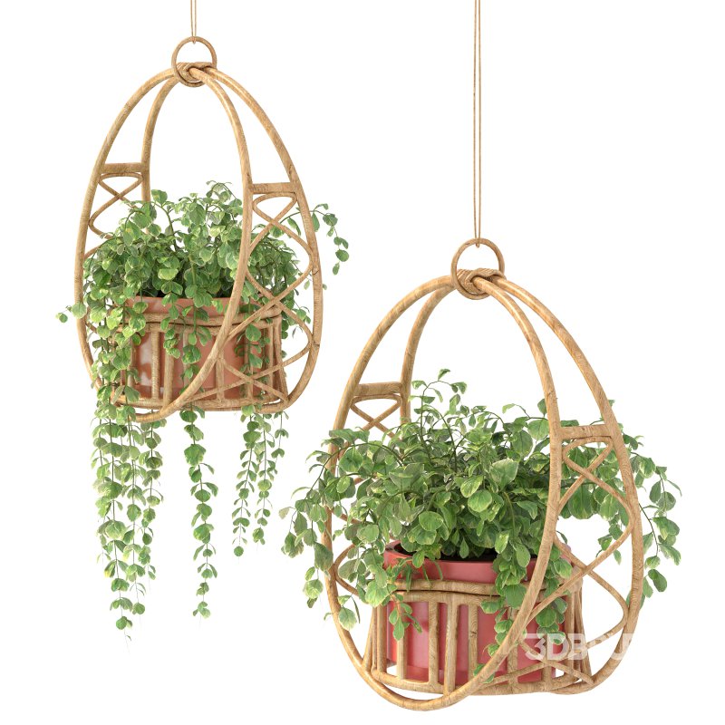 Boho Hanging Plants 05 Image 7