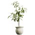 AV Indoor Plants Set 321 Japandi Decorative Minimalism Ficus Dracaena Marginata - Thumbnail 1