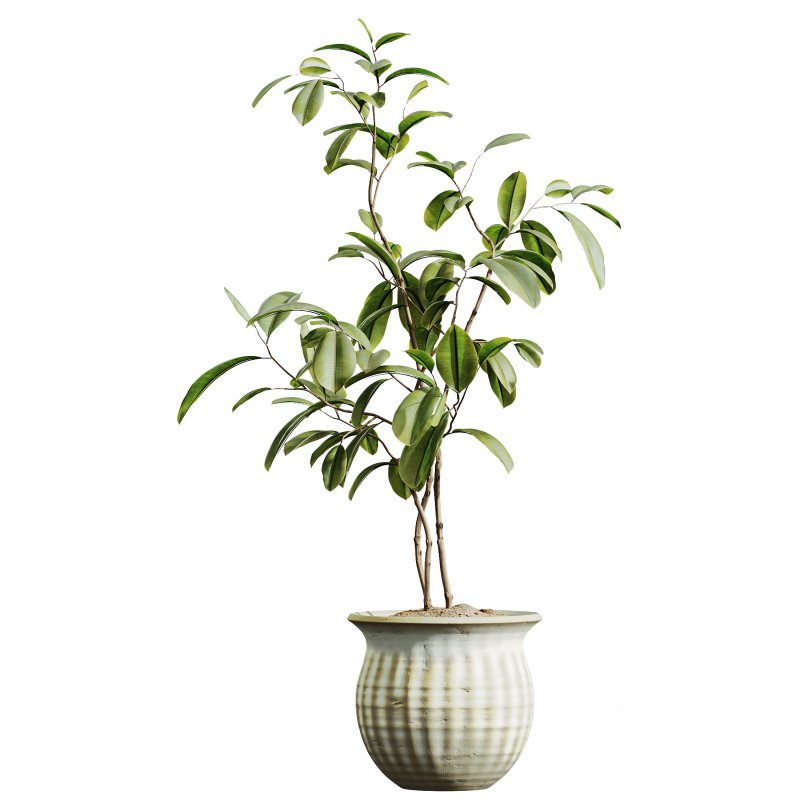 AV Indoor Plants Set 321 Japandi Decorative Minimalism Ficus Dracaena Marginata Image 1
