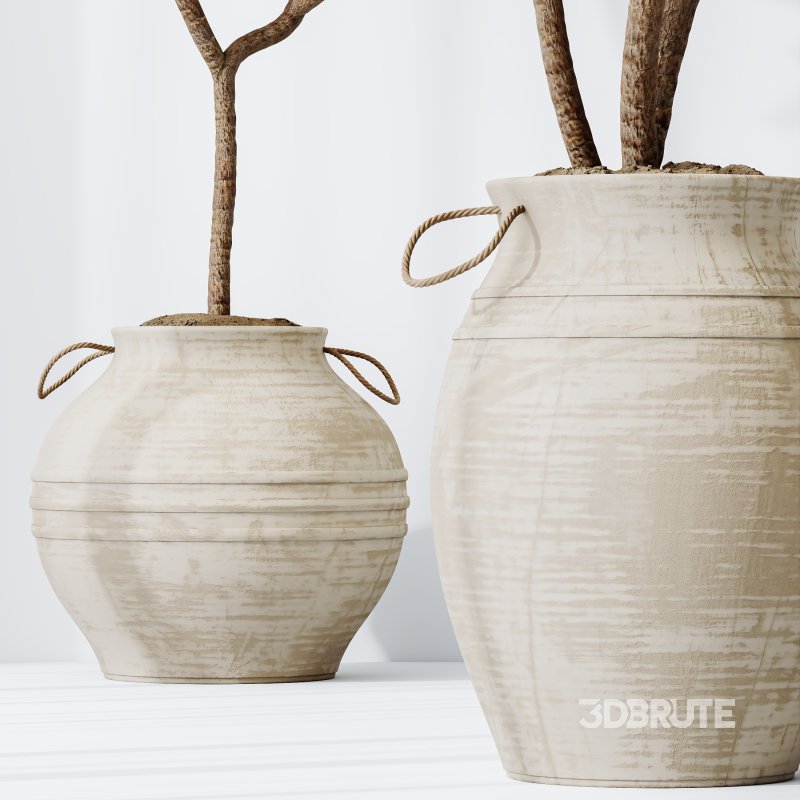 AV Indoor Plants Set 314 Spathiphyllum Wallisii and Cyara Areca Palm and Euphorbia Drupifera Image 2