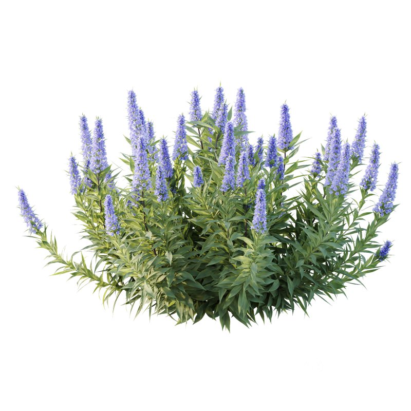 Echium candicans Pride of Madeira Bush 04 Image 4