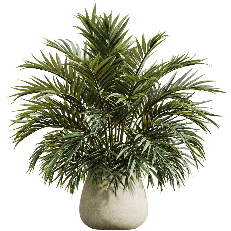 AV Indoor Plants Set 365 Yucca and Areca Palm and Japandi and Euphorbia Drupifera Image 6