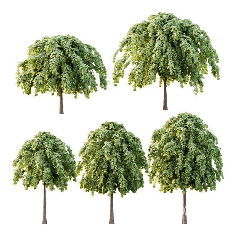 Tilia platyphyllos Tree 14 Image 1