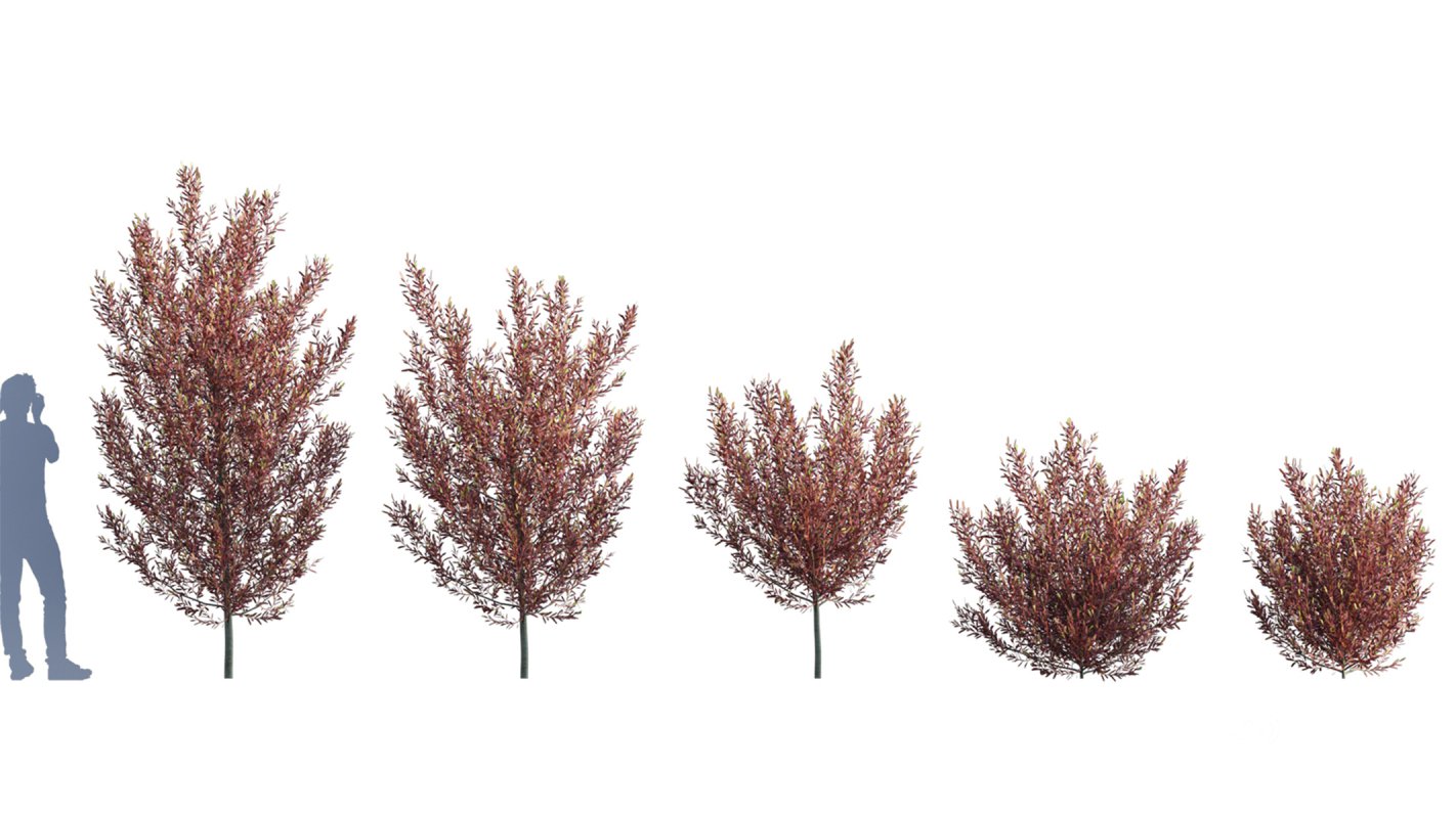 Collection 01 – Mediterrannean Garden (3D Model) Image 6