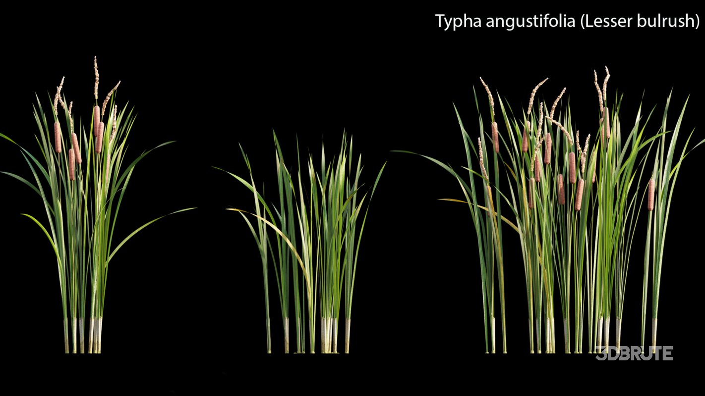 Collection 14 – English Garden Image 39