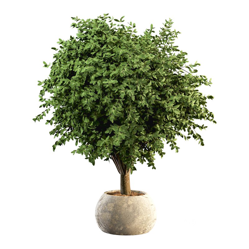 HousePlants Set Image 2