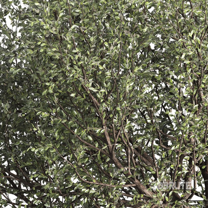 Tree set 001 Image 6