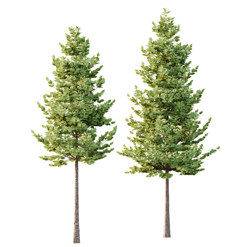 Tilia platyphyllos Tree 06 Image 5