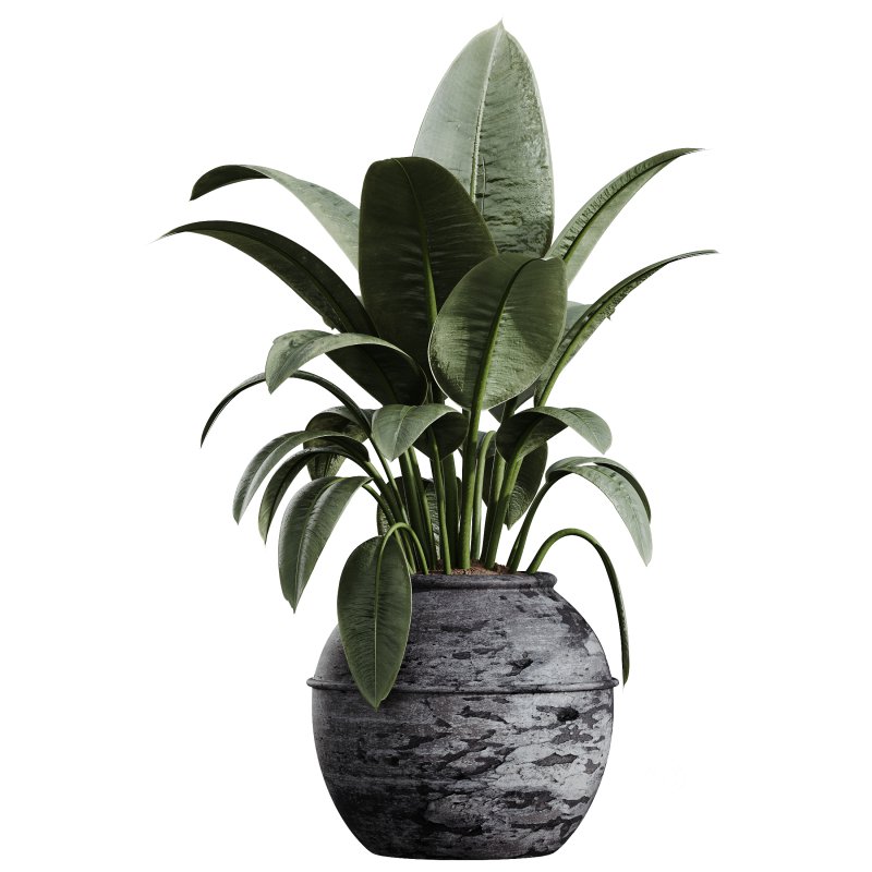 AV Indoor Plants Set 322 Fruit Orange Tree and Ficus Tineke Rubber and Aloe Vera Image 2
