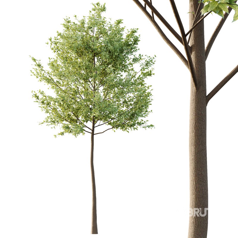 Tilia platyphyllos Tree 04 Image 3