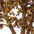 Tilia platyphyllos Tree 08 - Thumbnail 2