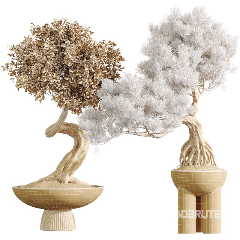 AV Indoor Plants Set 315 Ficus Retusa Bonsai Ginseng and Bonsai Pinus Pentaphylla Thunbergii Image 10