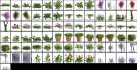 Collection 07 – Central America Garden - Thumbnail 4
