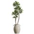AV Indoor Plants Set 365 Yucca and Areca Palm and Japandi and Euphorbia Drupifera - Thumbnail 5