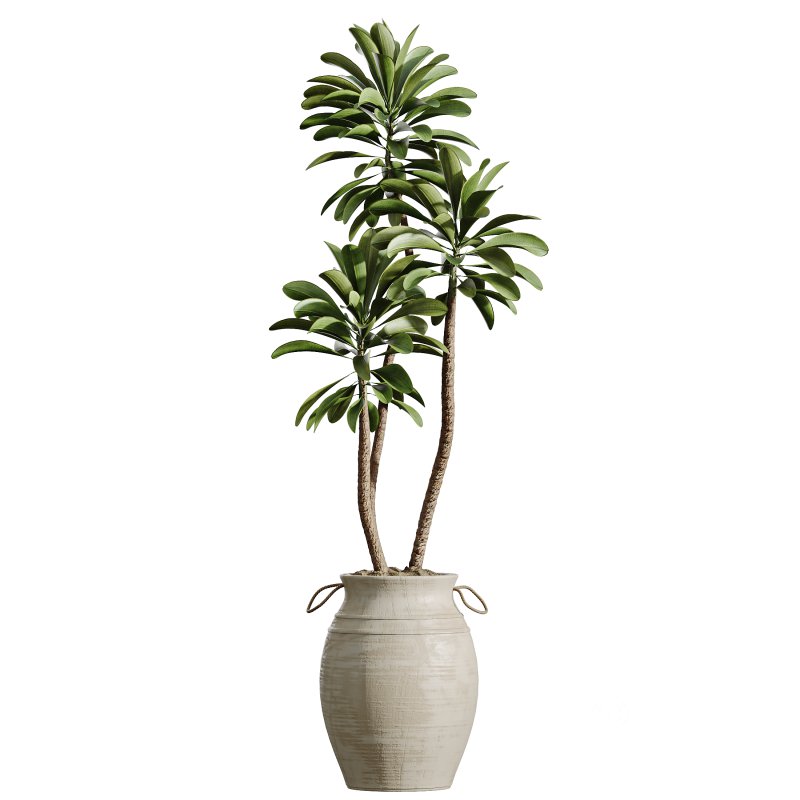 AV Indoor Plants Set 365 Yucca and Areca Palm and Japandi and Euphorbia Drupifera Image 5