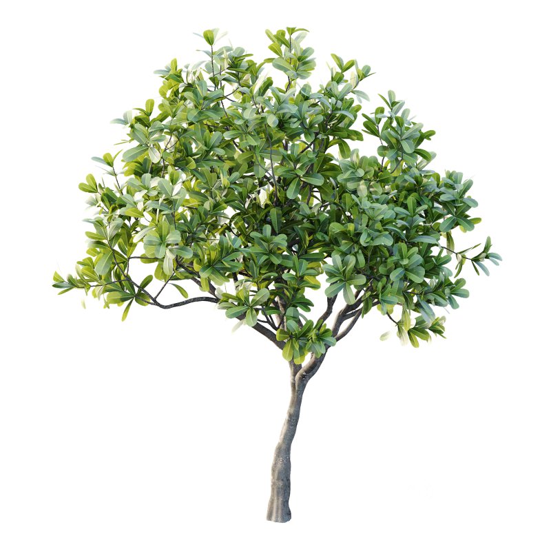 Plumeria Obtusa plant 01 Image 1