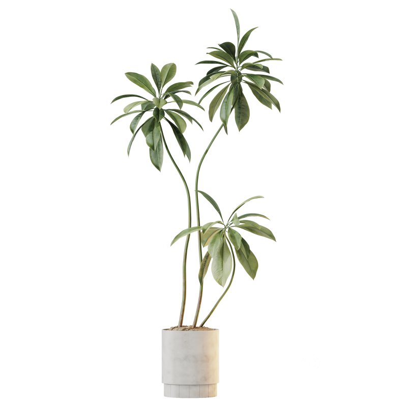 AV Indoor Plants Set 351 Dypsis Palm and Ficus Binnendijki and Ficus Cyathistipula and Elegant Monstera Image 1